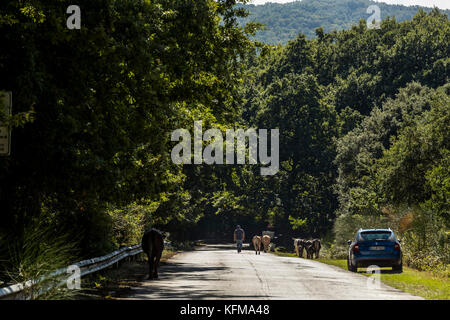 Un agriculteur conduit son bétail le long d'une route forestière, forêt de l'Ombrie, Peschici et le Parc National du Gargano. L'Italie. Banque D'Images