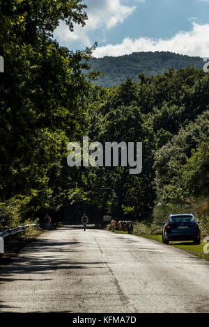 Un agriculteur conduit son bétail le long d'une route forestière, forêt de l'Ombrie, Peschici et le Parc National du Gargano. L'Italie. Banque D'Images