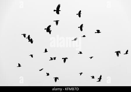 Les corbeaux des oiseaux volant dans le ciel. photo en noir et blanc. Banque D'Images