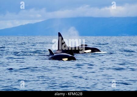 Orcas dans les Açores Banque D'Images