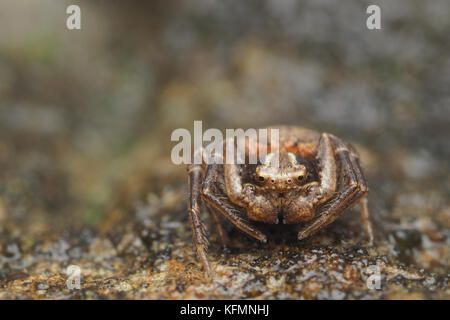 Araignée crabe (Xysticus sp.) reposant sur le gros rocher. Tipperary, Irlande Banque D'Images