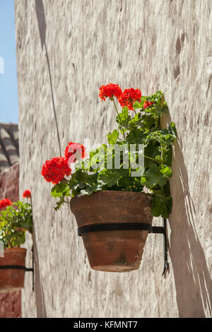 Geranium plante en pot sur le mur Banque D'Images