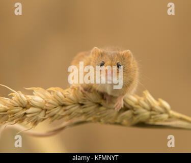 Micromys minutus (souris) en équilibre sur la tige du blé Banque D'Images