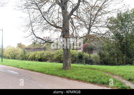 Photographie de rue au Bois de Vincennes Paris, France Banque D'Images