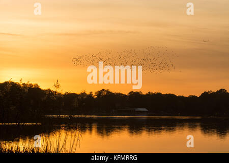 Starling murmuration au coucher du soleil plus de Frensham Great Pond à Surrey, UK, au cours du mois d'octobre Banque D'Images