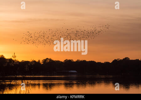 Starling murmuration au coucher du soleil plus de Frensham Great Pond à Surrey, UK, au cours du mois d'octobre Banque D'Images