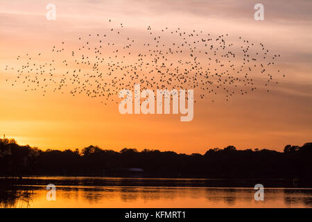 Starling murmuration au coucher du soleil plus de Frensham Great Pond à Surrey, UK, au cours du mois d'octobre Banque D'Images