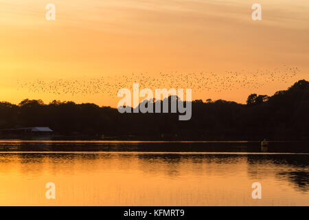 Starling murmuration au coucher du soleil plus de Frensham Great Pond à Surrey, UK, au cours du mois d'octobre Banque D'Images