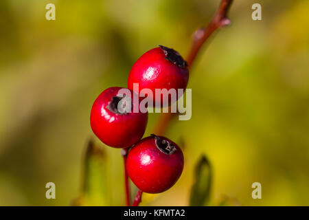 Les baies d'aubépine, connue comme hawberries à partir de l'arbuste aubépine (Crataegus) qui est également appelé whitethorn, thornapple & peut-tree Banque D'Images