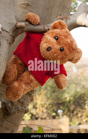 Ours en peluche doux brun mignon suspendu à un arbre. Concept de « accrocher ». Banque D'Images