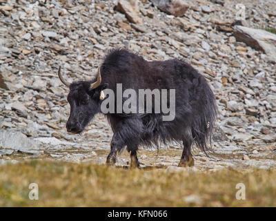 Yak tibétain de laine noire avec de longues et grandes cornes va le long d'un alpage. Banque D'Images