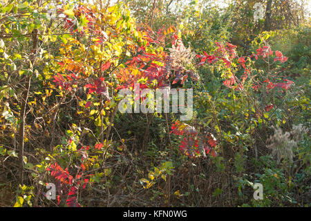 Cerf biche et faon dans fire island Banque D'Images