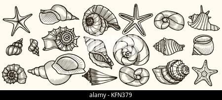 Les coquillages vector set. hand drawn illustrations gravées de ligne. collection de dessins réalistes de mollusques divers coquillages de formes différentes. Illustration de Vecteur