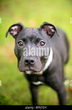 Un pit-bull terrier noir mixed breed puppy Banque D'Images