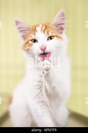 Un chaton blanc avec des marques tabby orange elle-même de toilettage Banque D'Images