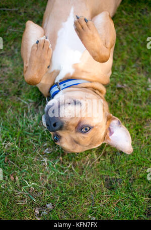 Un mixed breed dog couché sur le dos dans l'herbe Banque D'Images