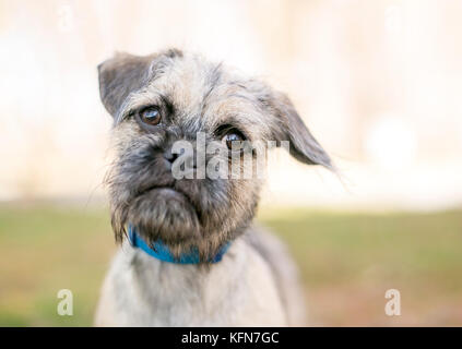 Un Pug hirsute / Terrier dog Banque D'Images