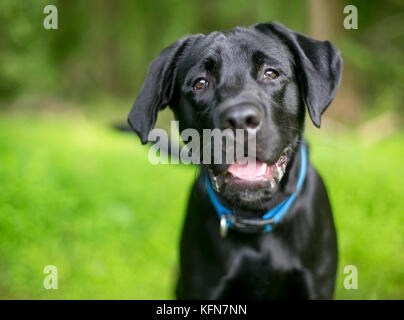 Un Labrador noir chien avec une expression heureuse Banque D'Images