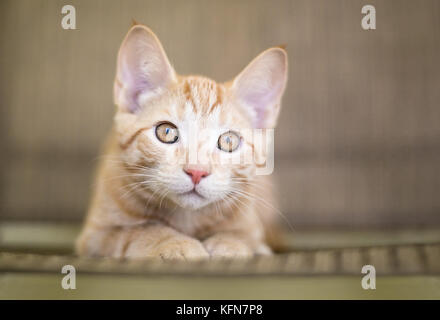 Un mignon chaton shorthair domestique tabby orange Banque D'Images