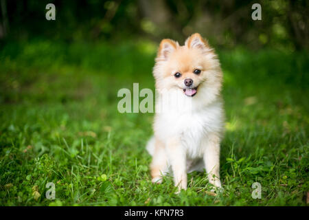 Un Pomeranian pure race chiot avec une expression heureuse Banque D'Images