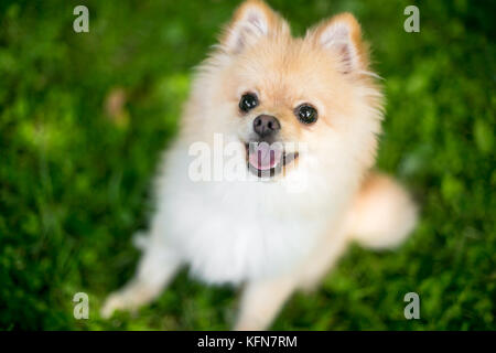 Un Pomeranian pure race chiot avec une expression heureuse Banque D'Images