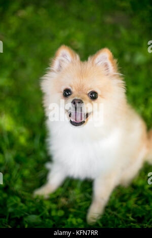 Un Pomeranian pure race chiot avec une expression heureuse Banque D'Images