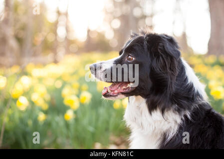 Border Collie chien de jonquilles Banque D'Images