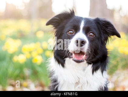 Border Collie chien de jonquilles Banque D'Images