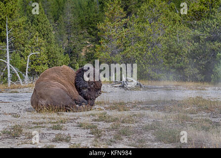 Le bison d'Amérique (Bison bison) à Upper Geyser Basin est en train de réchauffer la terre chaude surfice Banque D'Images