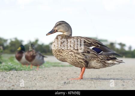 Le colvert sur le sentier Banque D'Images