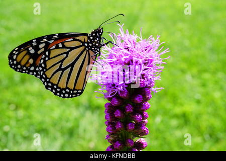 Papillon monarque liatris pollinisateurs (gayfeather) flower Banque D'Images