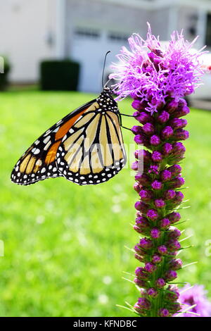 Papillon monarque liatris pollinisateurs (gayfeather) flower Banque D'Images