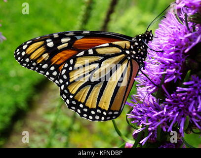 Papillon monarque liatris pollinisateurs (gayfeather) flower Banque D'Images