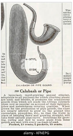 Histoire du tabac - une gourde qui a été volontairement passé à tourner dans les tuyaux du tabac. Illustration de Maule's Seed Catalogue} {USA 1914. Banque D'Images