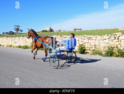 Homme voyageant dans un poney et piéger le long d'une route de campagne, dingli, de Malte, de l'Europe. Banque D'Images