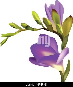 Freesia fleurs vector illustration Illustration de Vecteur