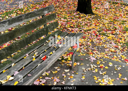 Banc de parc en bois et sol recouvert de feuilles d'automne en Banque D'Images