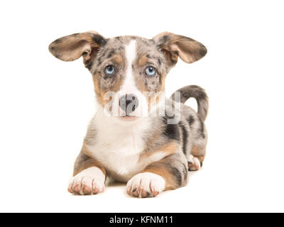 Mignon chiot Welsh Corgi bleu merle aux yeux bleus et de suspendre des oreilles allongé face à l'appareil photo vu de l'avant, isolé sur fond blanc Banque D'Images