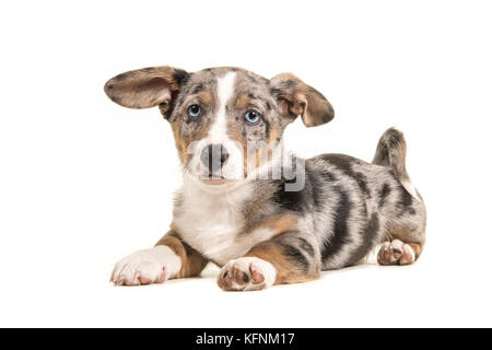 Mignon chiot Welsh Corgi bleu merle aux yeux bleus et de suspendre des oreilles allongé face à l'appareil photo vu du côté isolé sur fond blanc Banque D'Images