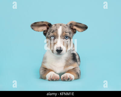 Mignon chiot Welsh Corgi bleu merle aux yeux bleus et de suspendre des oreilles allongé face à l'appareil photo vu de face sur un fond bleu Banque D'Images