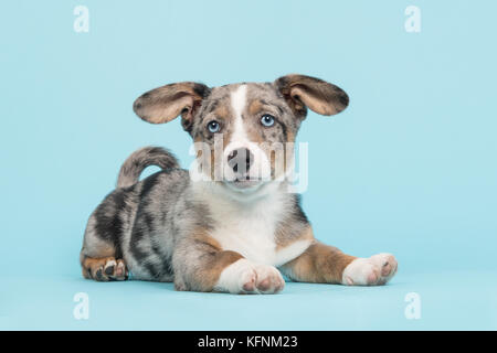 Mignon chiot Welsh Corgi bleu merle aux yeux bleus et de suspendre des oreilles couché face caméra vu de profil sur un fond bleu Banque D'Images