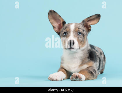 Mignon chiot Welsh Corgi bleu merle aux yeux bleus avec un comité permanent et une oreille suspendus couché face caméra vu de profil sur un fond bleu backg Banque D'Images