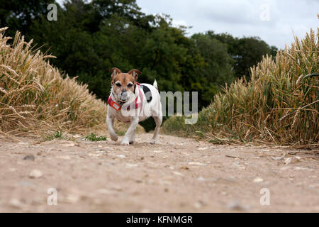 Personnes âgées Jack Russell Terrier on country walk Banque D'Images