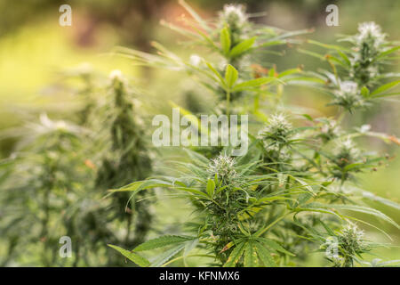 La marijuana médicinale plante dans un jardin Banque D'Images