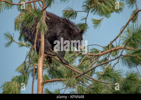 Un ourson noir escalade dans l'arbre Banque D'Images