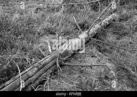 Octobre 2017 - la vieille forêt du Pays de Galles, près de la ville de Bala, montrant des dommages aux arbres causés par le vent et les tempêtes au cours des dernières semaines, ces dégâts sont une grande texture Banque D'Images