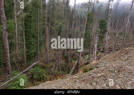 Octobre 2017 - la vieille forêt du Pays de Galles, près de la ville de Bala, montrant des dommages aux arbres causés par le vent et les tempêtes au cours des dernières semaines, ces dégâts sont une grande texture Banque D'Images