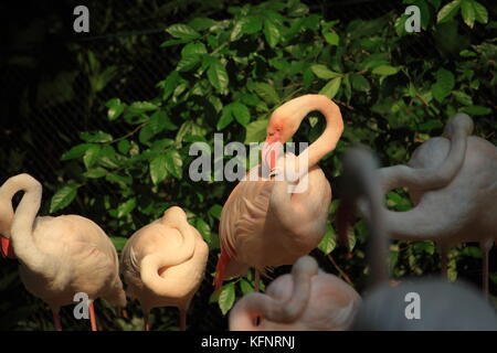 Les flamants roses dans la belle lumière de toilettage Banque D'Images