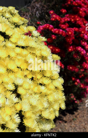 Cochon jaune et rouge fleurs face ou mesembryanthemum, usine à glace, fleurs en pleine floraison de marguerites livingstone Banque D'Images