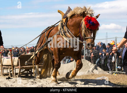 Les chevaux et leurs propriétaires participent à un tournoi de tirer lourd. les animaux doit tirer une charge de plusieurs centaines de kilogrammes sur une piste de 30 m.. Banque D'Images